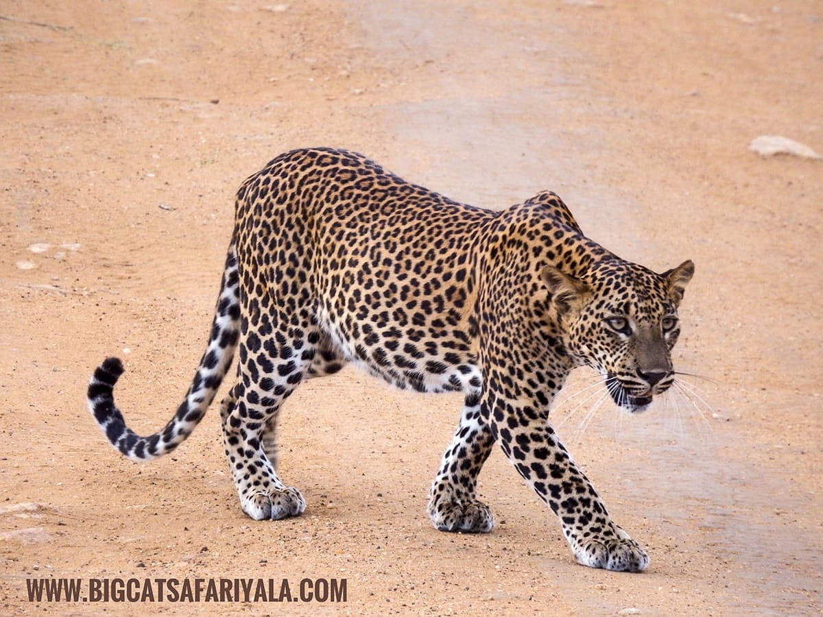 Sri Lankan leopard walking across a track in Yala National Park
