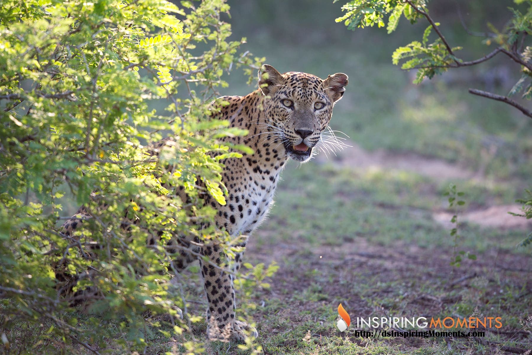 Leopard stepping out of the bush in Yala