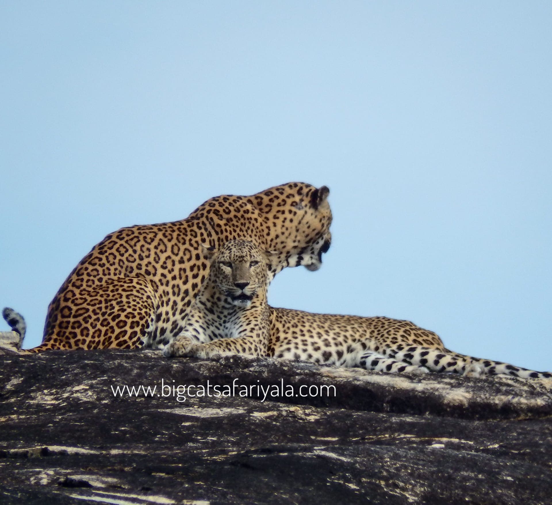 Two leopards resting on a rock outcrop in Yala National Park