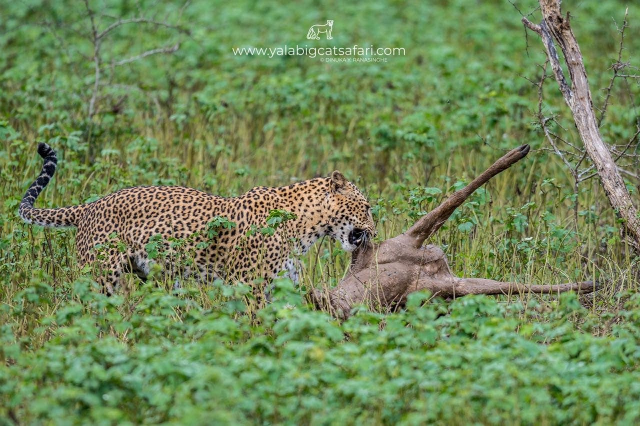 Leopard with prey in green grass in Yala