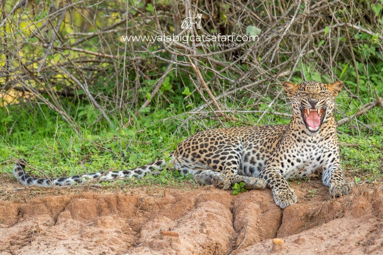 Leopard yawning on a bank in Yala