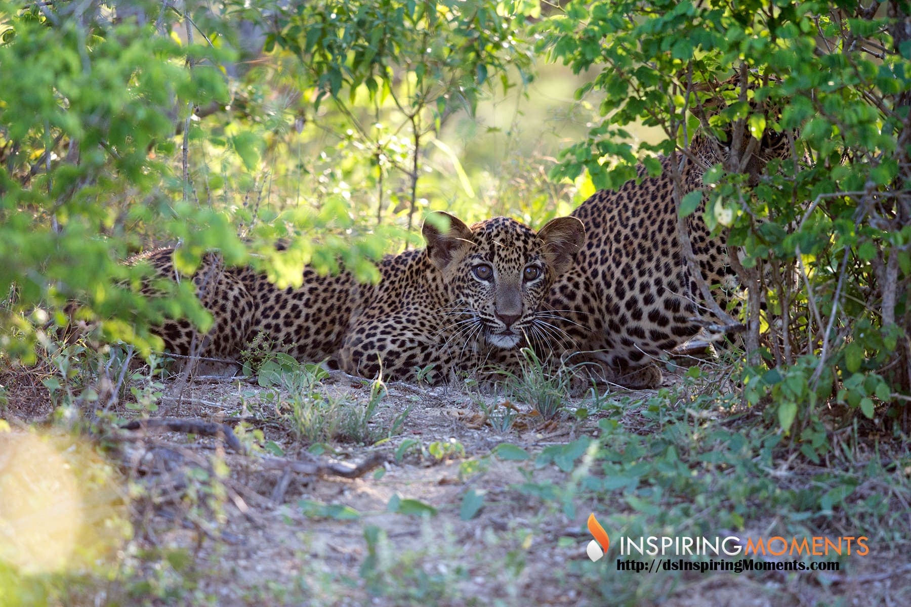 Two leopards resting in the shade during a full day safari in Yala