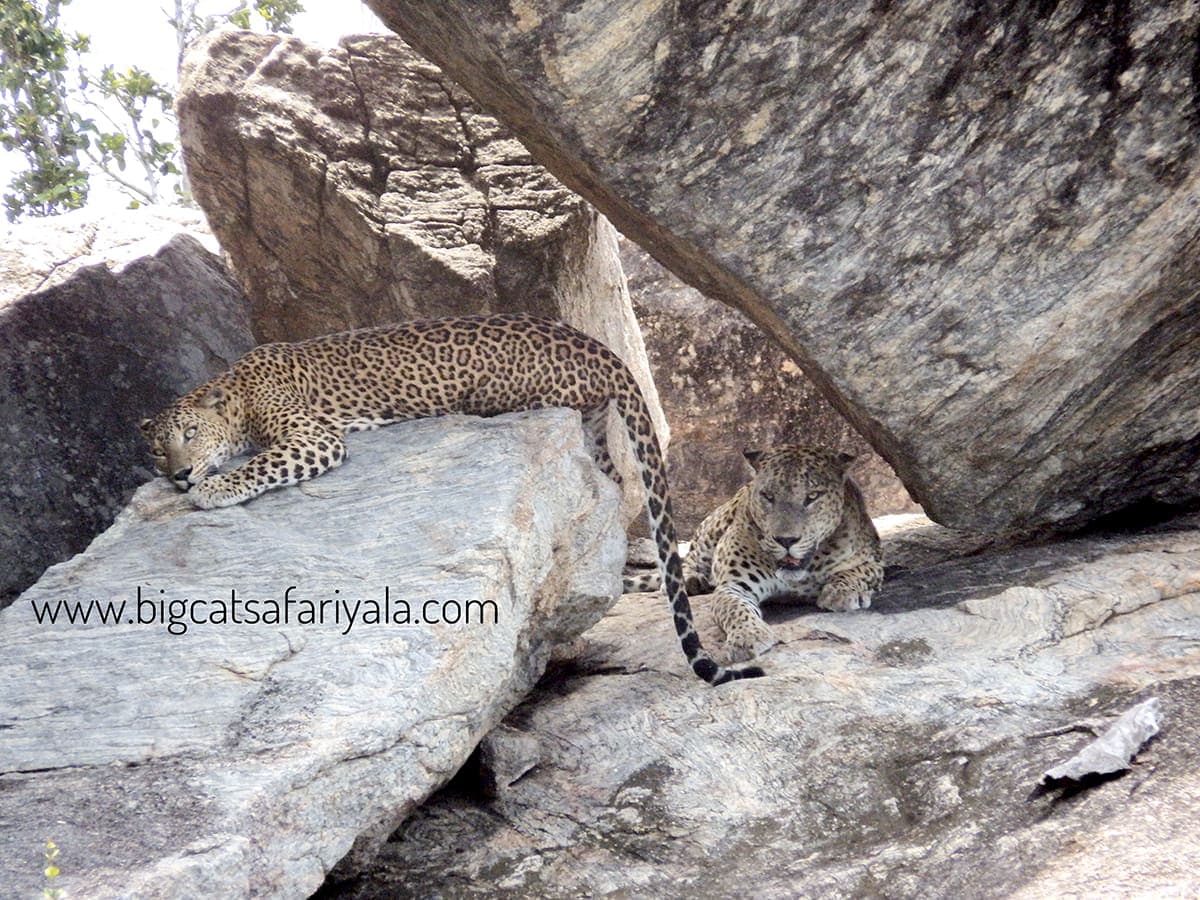 Leopards under a rock overhang in Yala