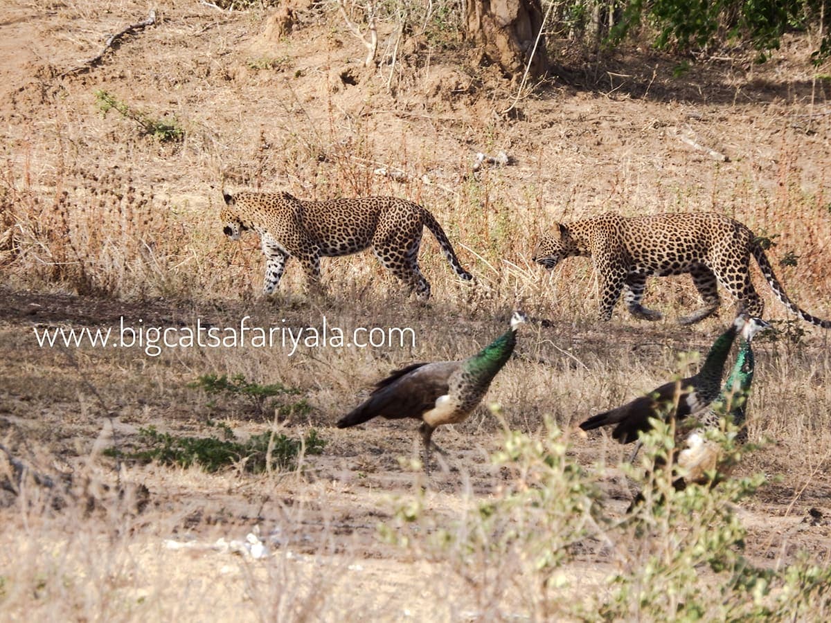 Two leopards crossing an open plain in Yala