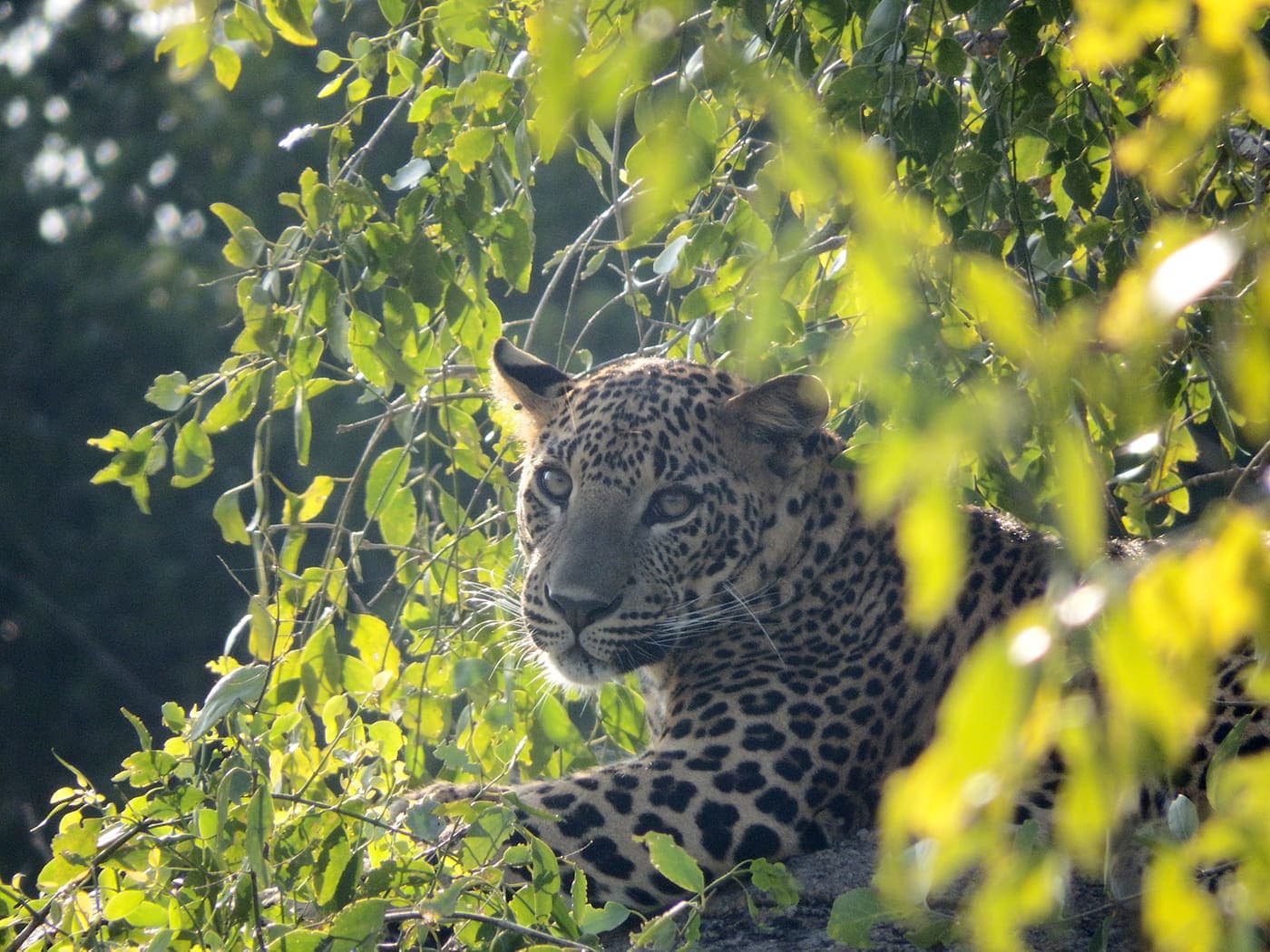 Leopard resting among leaves in a tree in Yala